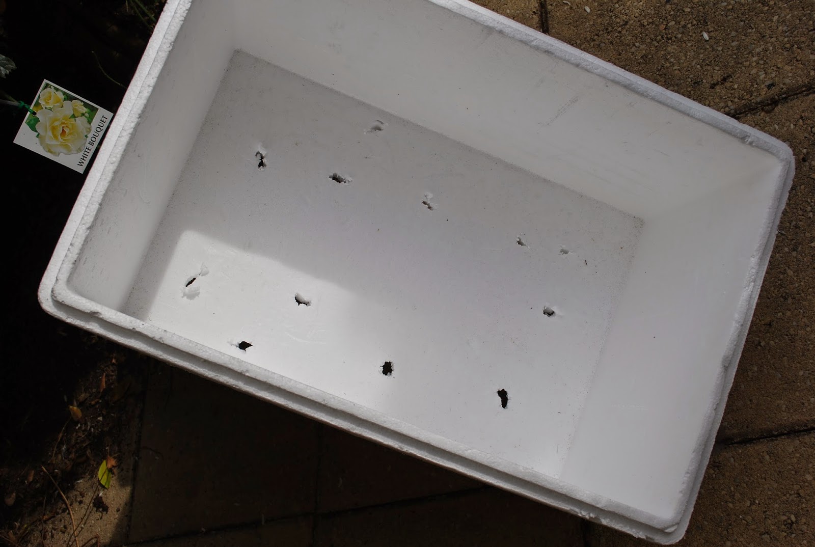 The Feathered Garden: Styrofoam box planter or low fat chook food?