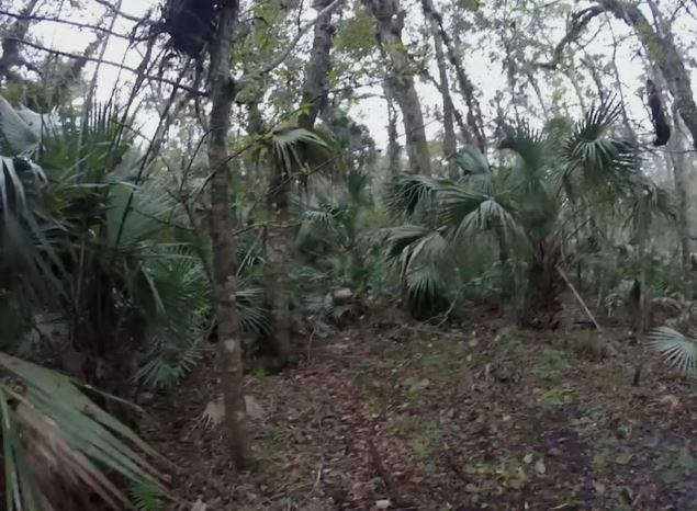 Run In With A Skunk Ape