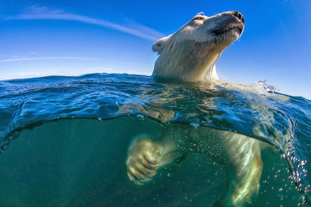  Retratos extremadamente íntimas de osos polares nadando