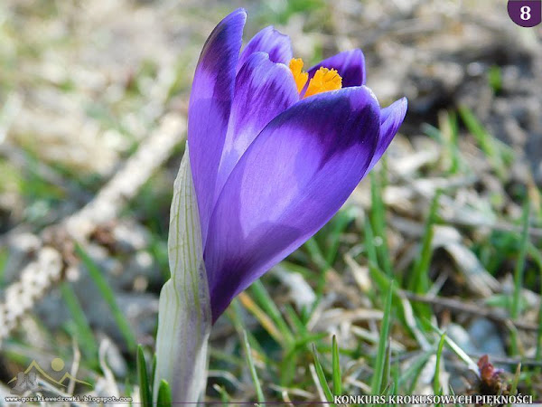 Szafran spiski (Crocus scepusiensis).