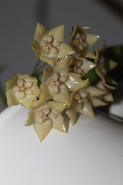 Hoya gildingii