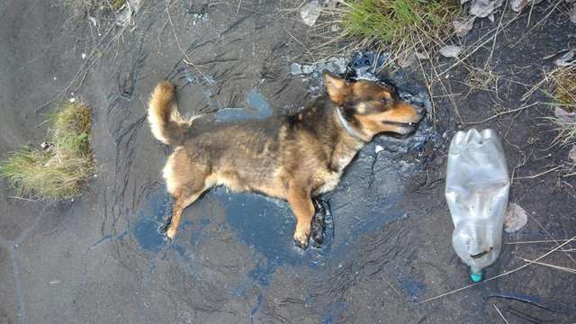 A Dog Trapped In Tar Kept Barking To Be Found By Someone