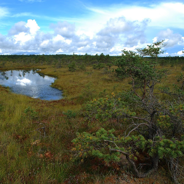 Suvepuhkus '17 - Päev III ehk Kemeri raba ja Liepaja