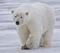 http://mightyeco.blogspot.com/2014/03/global-warming-adaptation-its-effects.html