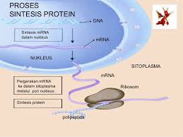 Makalah Sintesis Protein Lengkap