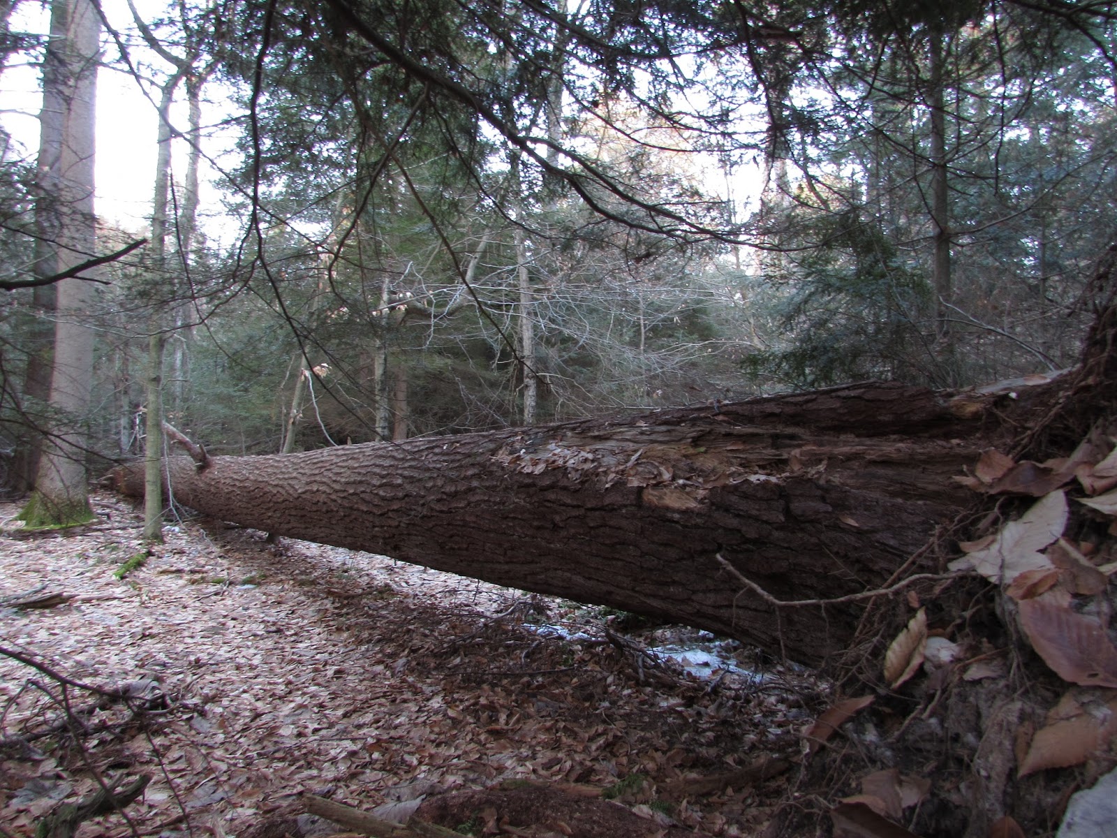 Hearts Content Scenic Area Beautiful Old Growth Forest Allegheny