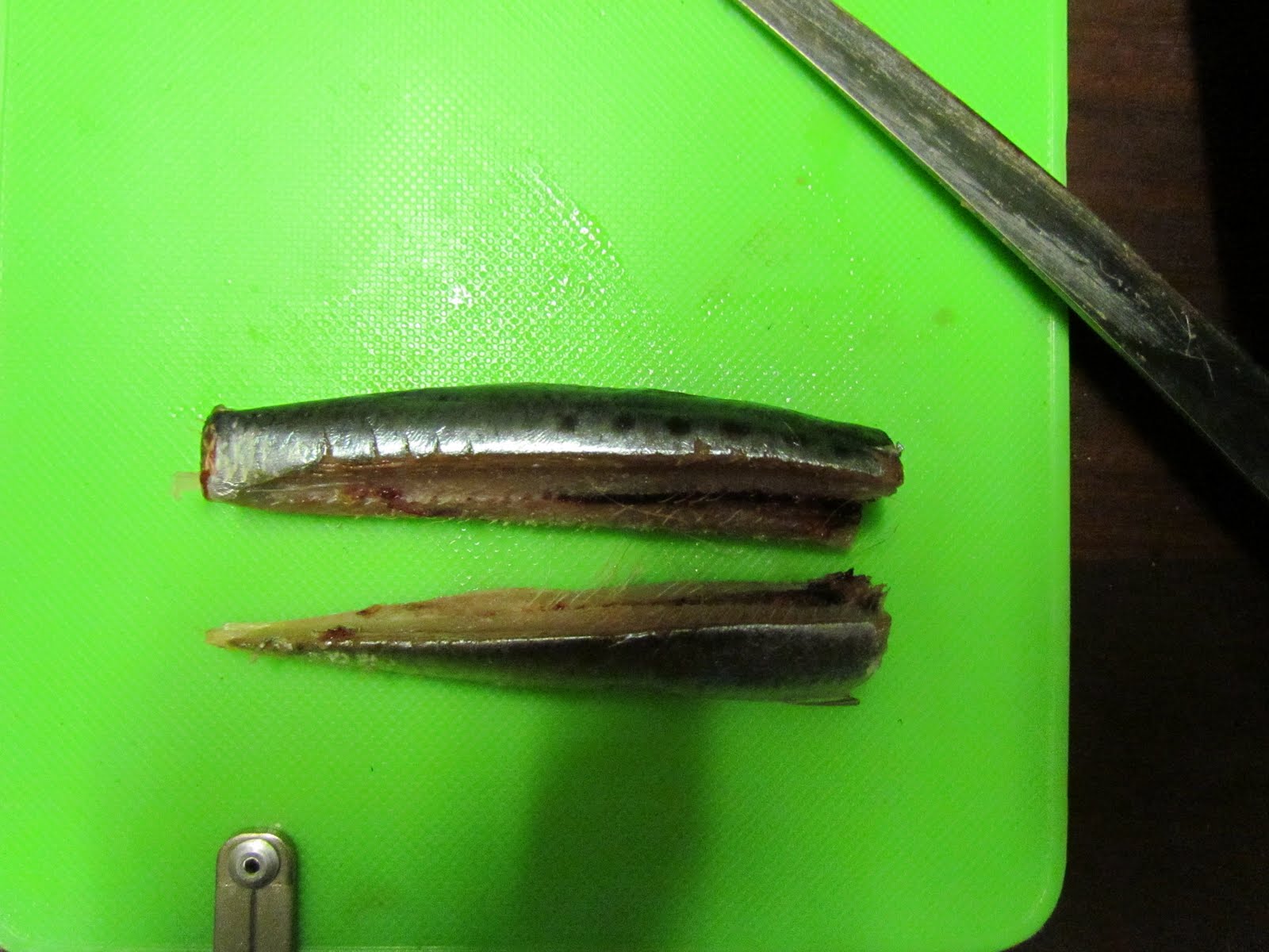 Angling Combination of chokka and sardine for kob bait