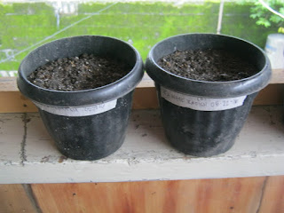 Pots with the date of sowing