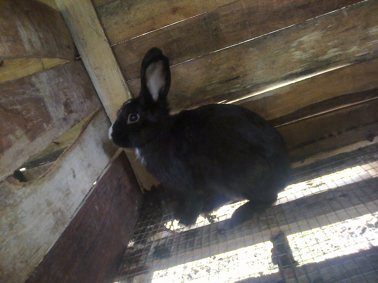 Looking for AdoraBLe bunny ? We HaVe iT HeRe ! cutey bunny for sale