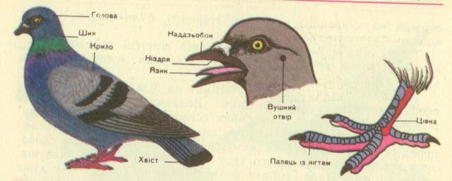 Загальна зоологія: Клас Птахи. Спосіб життя і будова тіла
