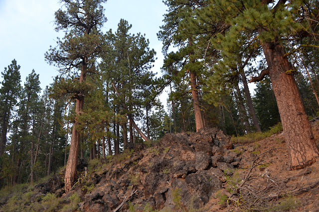 big trees above
