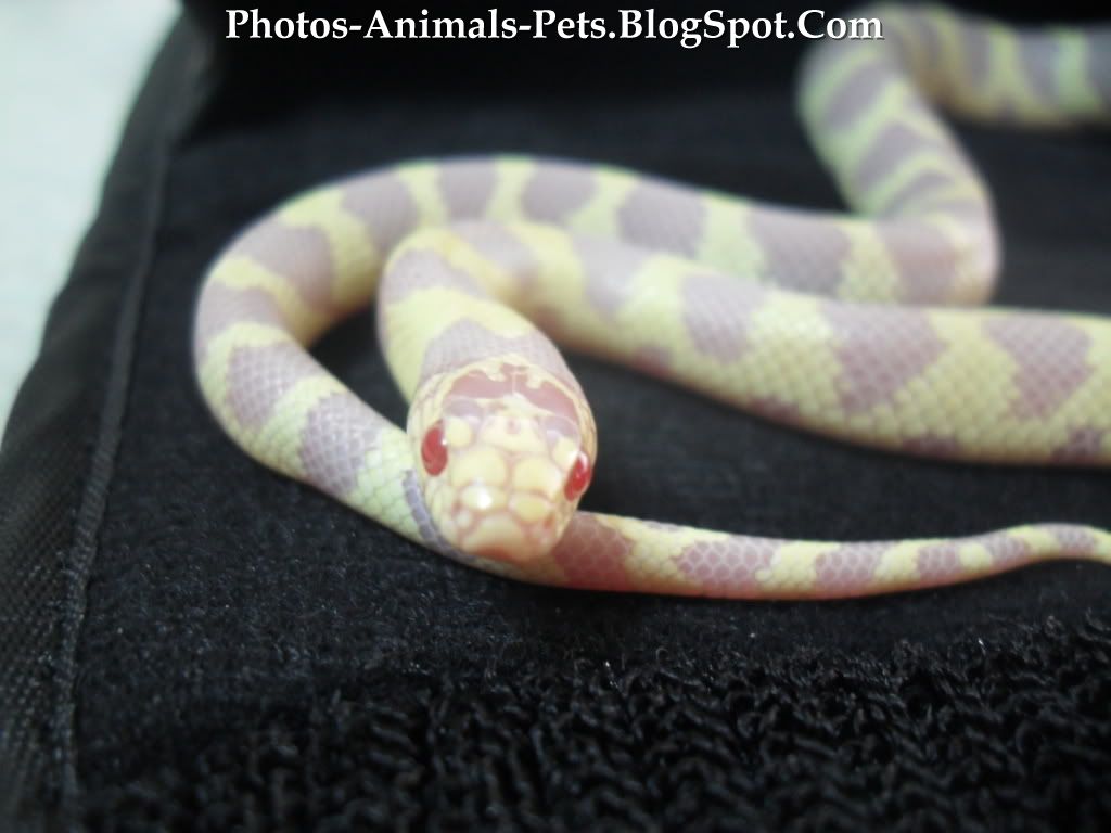 Photo pet "albino king snake" | Photos-Animals-Pets.BlogSpot.com