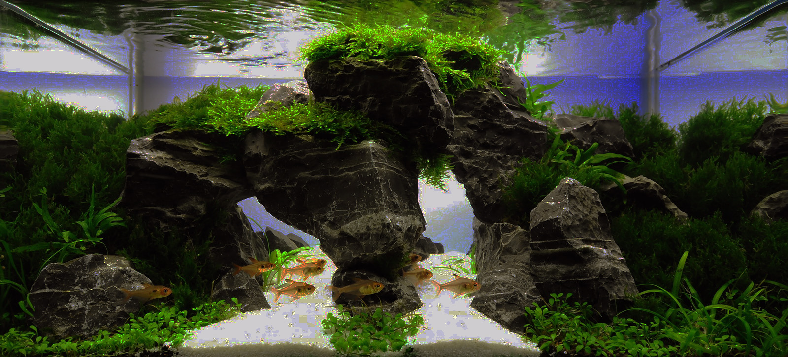 Moko Aquascape Shop: GALLERY
 Moss On Rocks In Aquarium