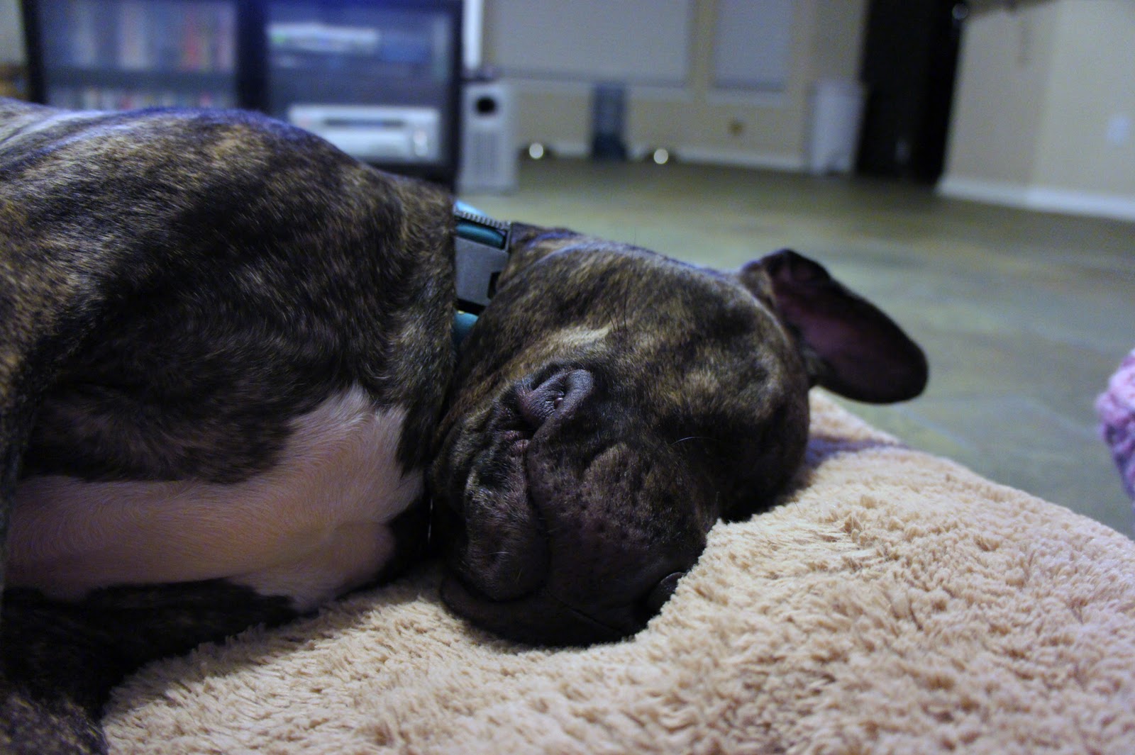 A Dog Named Hank adorable sleeping hank v