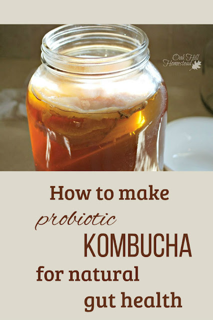 How to make probiotic kombucha to help support your gut health.