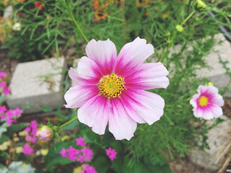 Zone 6 & 7 Garden Tasks for September THE JOY BLOG