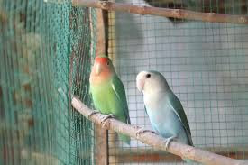 lovebird muka salem lovebird muka salem