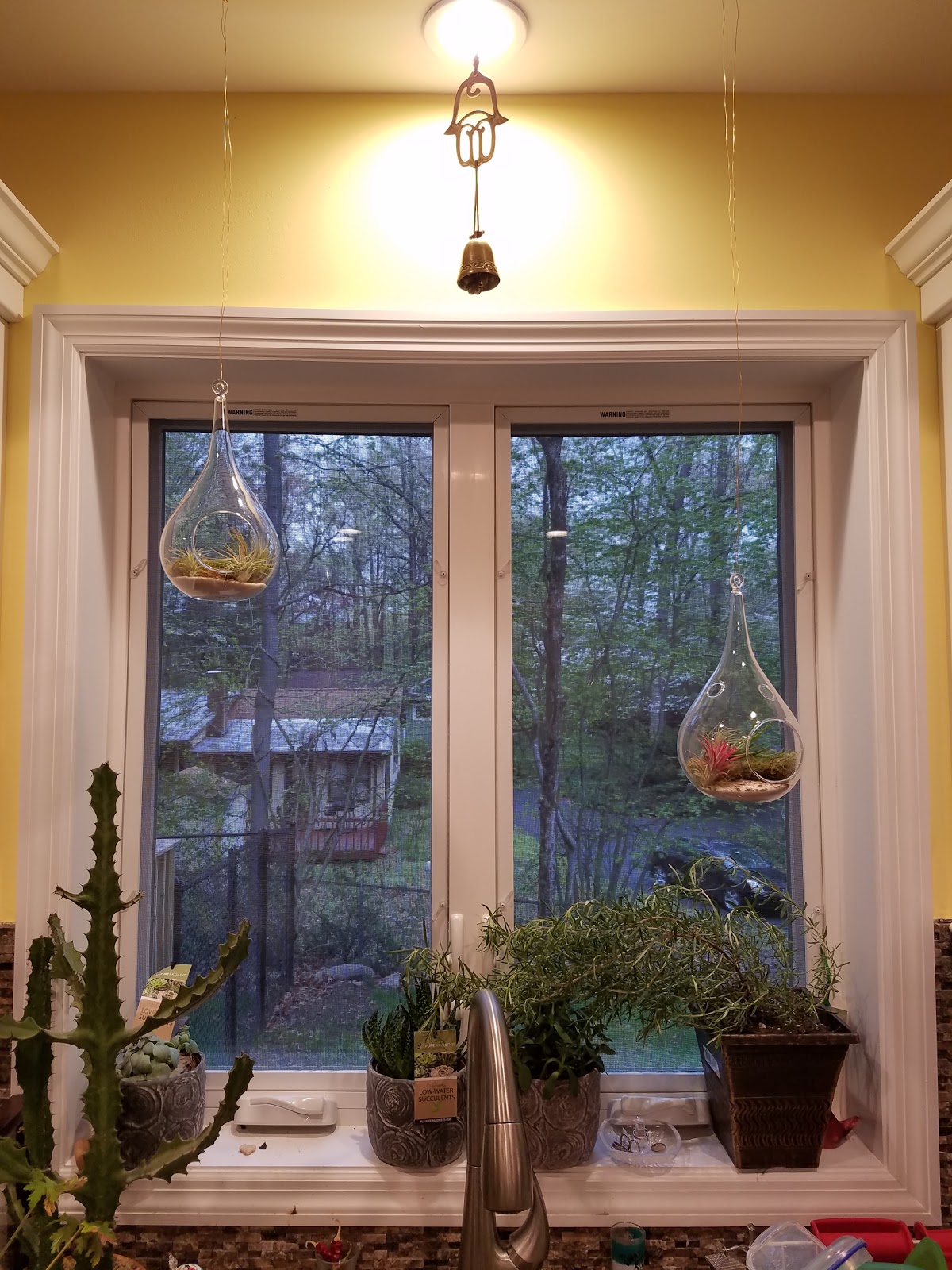 All About the Benjamins DIY Air Plant Terrariums