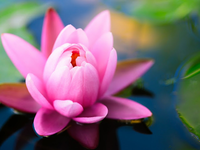 زهرة النيلوفرية - زنابق الماء Water Lilies زهرة النيلوفرية - زنابق الماء Water Lilies