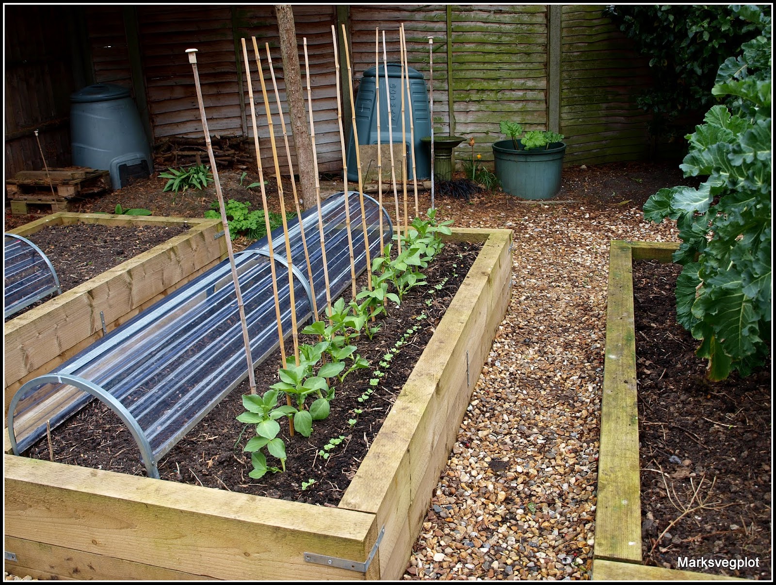 Mark�s Veg Plot Supporting Broad Beans