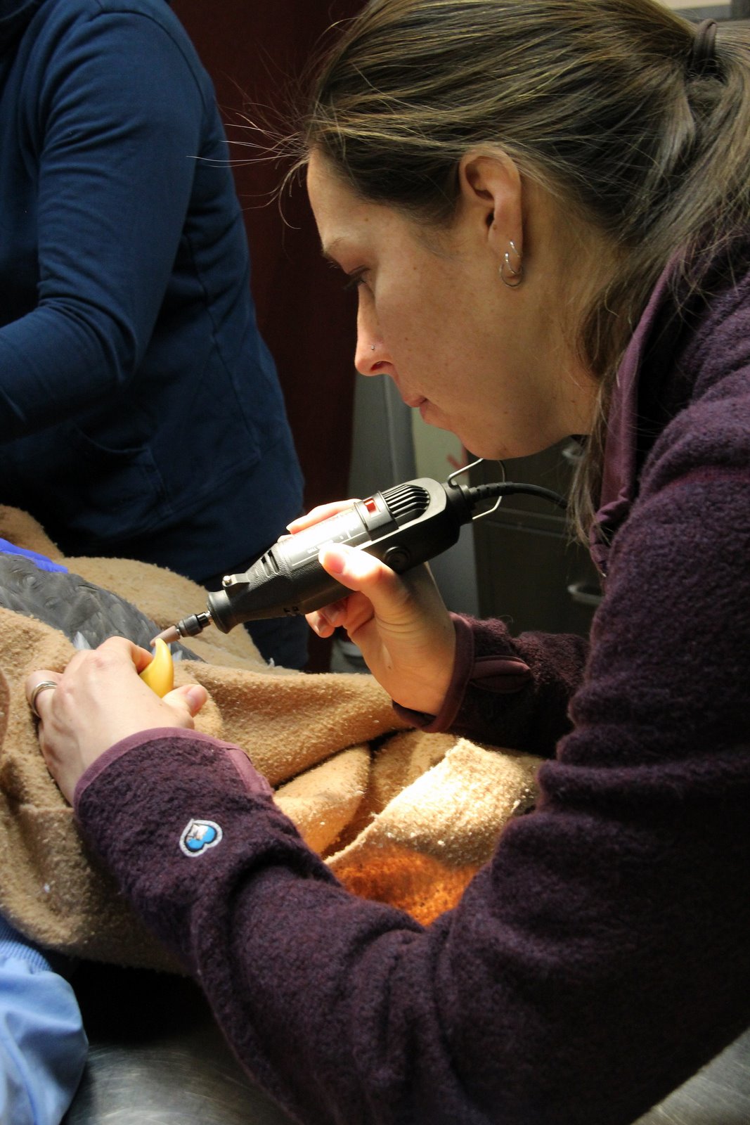 Bird Treatment and Learning Center Education Birds annual exam time