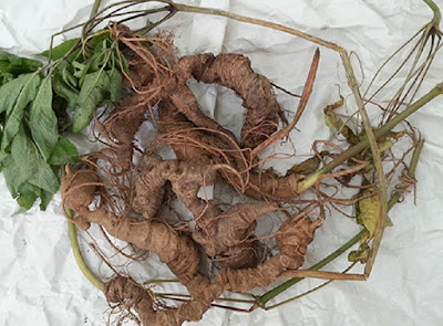 Nên dùng Sâm Ngọc Linh bao nhiêu tuổi để có tác dụng tốt nhất Độ tuổi thấp nhất được khuyên dùng là 5 năm