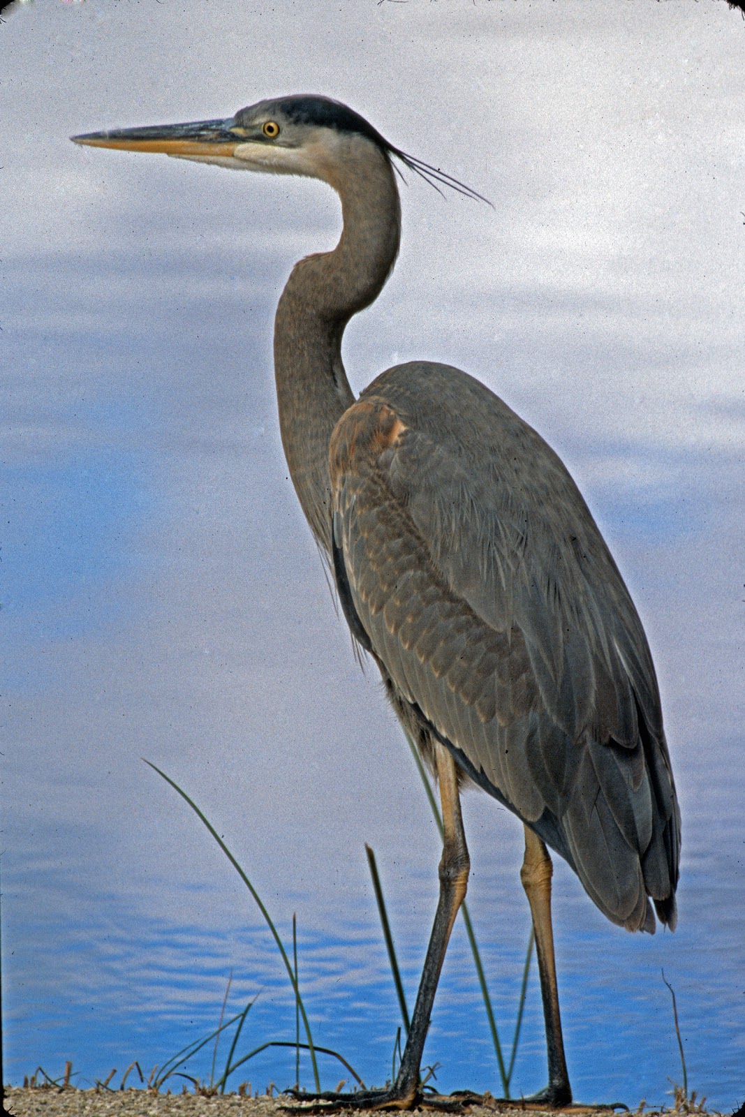 The Great Blue Heron 22