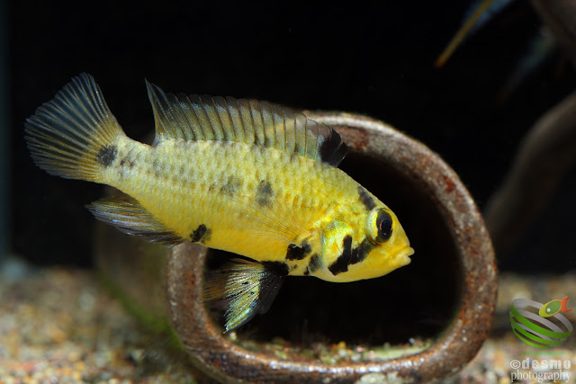 Apistogramma sp. D18 / cf. alacrina