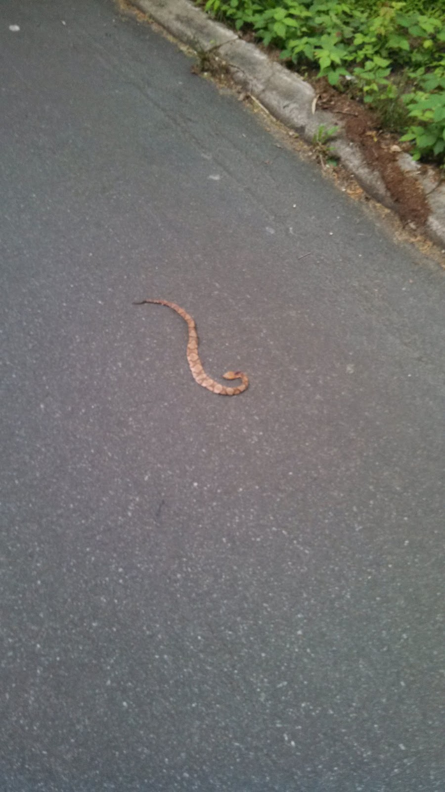 Research Trailer Park Bike Biology Copperhead Road