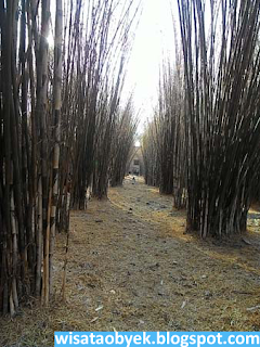 Hutan Bambu Surabaya taman bambu keputih surabaya