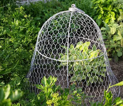 Gardener's Supply Company Sturdy Chicken Wire Cloche Plant Protector &  Cover | Sturdy Metal Cage Garden Protection for Your Plants and Seedlings |  No