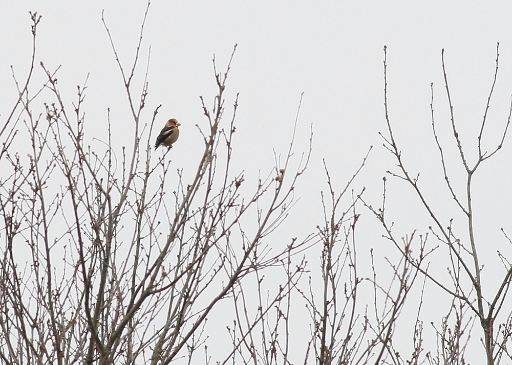 Valleybirding Thorndon Cp For Hawfinch