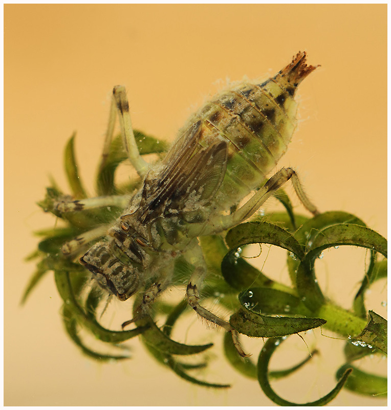 Kent Dragonflies Black tailed Skimmer (Orthetrum cancellatum) Nymph 22mm