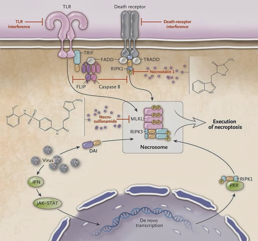 mecanismo de estatinas inducida por pancreatitis y diabetes