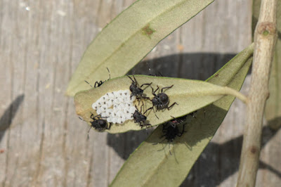 伊豆白浜オリーブ園 オリーブの変な虫 ８