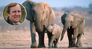 Asesinan a Wayne Lotter el mayor defensor de los elefantes del mundo