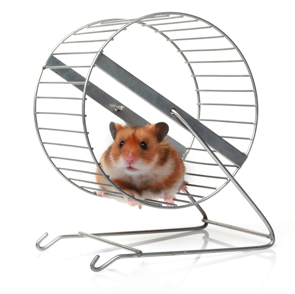 A New Season of Insights The Hamster Wheel
