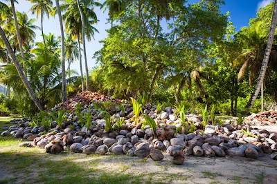 Kokosnussreste und Kokosnüsse im L'Union Estate auf La Digue
