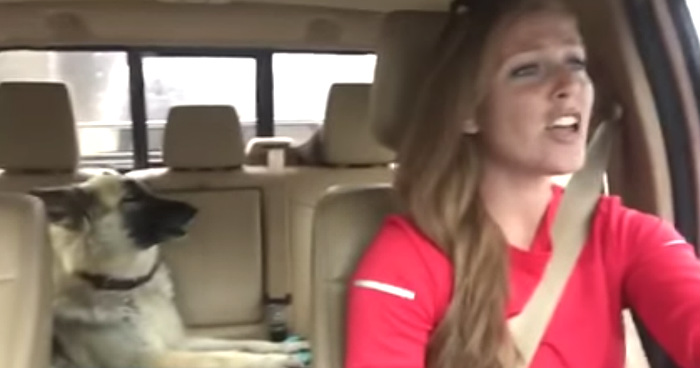 Hilarious Video Of German Shepherd Waking Up When Hearing Her Favorite Song On The Radio