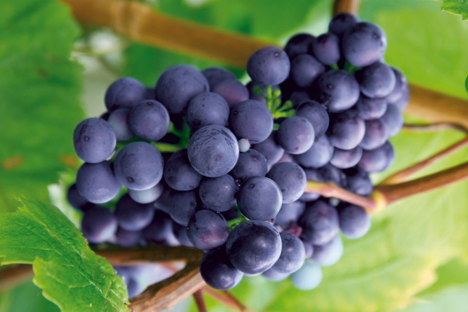 The Right Way To Eat Grapes For Each Type Of Diabetes
