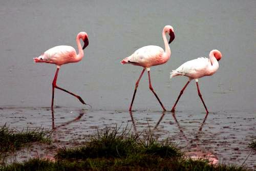 Indian bird - Lesser flamingo - Phoenicopterus minor