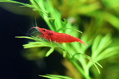 Cara Merawat Udang Hias Red Cherry Shrimp