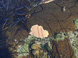 Algues diverses de la côte nord du fleuve Saint Laurent Algues diverses de la côte nord du fleuve Saint Laurent