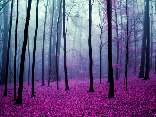 A Lot Like Purple: The dark forest one should be aware of, or the only ...