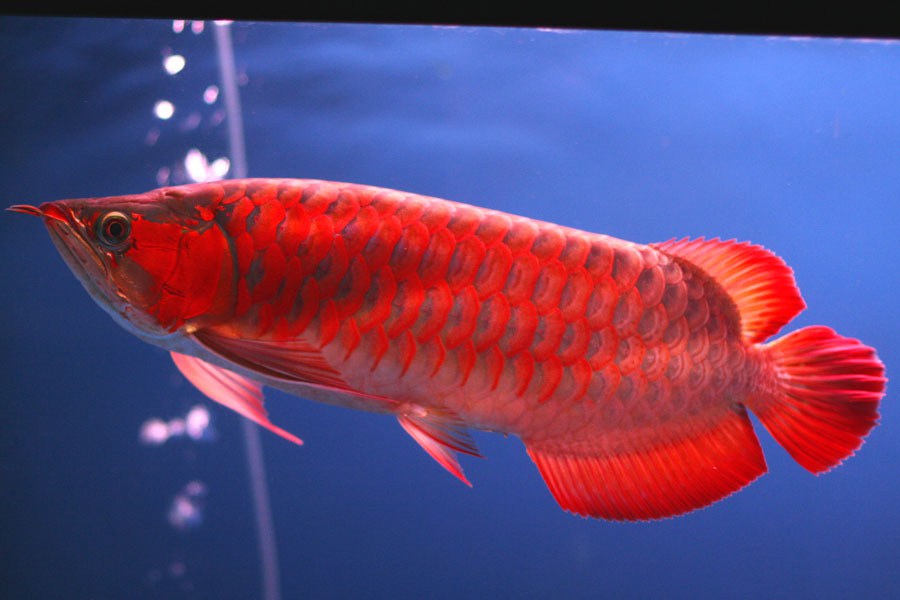 Arwana Super Red, Ikan Hias Yang Langka Dan Mahal