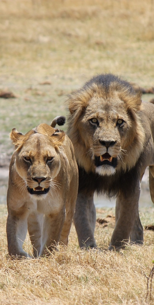 A male and female lion. A male and female lion.