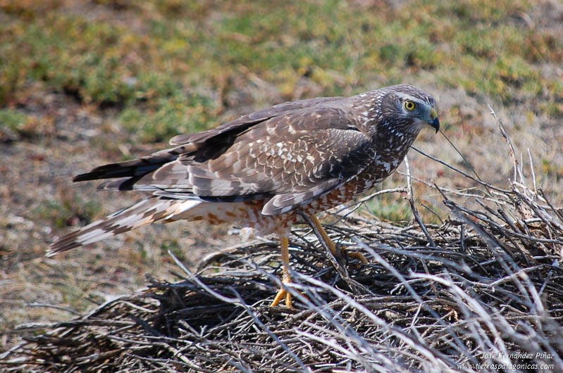 La estepa patagónica es la antesala