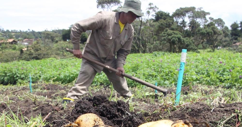 SUELO DE LA PLANTA DE PAPA Consejos sencillos para tu Huerto