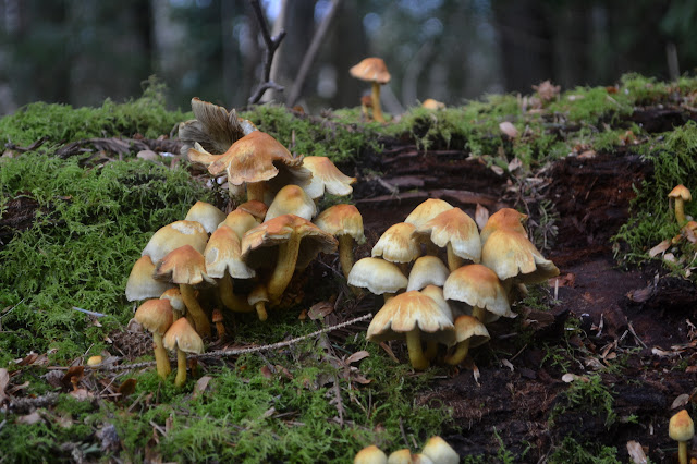 mushrooms on a bit of redwood