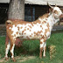 Barbari Goat Characteristics & Farming Information